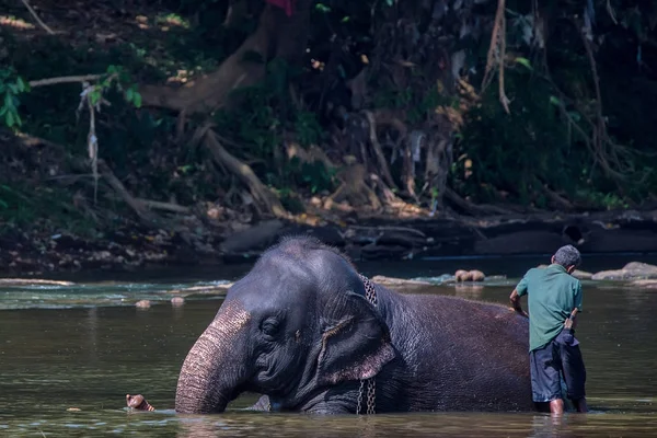 Elefante bañándose en el río por mahout — Foto de Stock