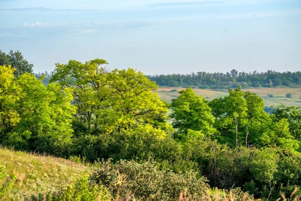 Beau paysage rural d'été avec des arbres — Photo