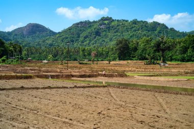 Sri Lanka pirinç bitkileri alanlarla