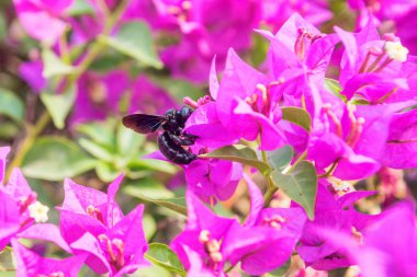 pembe Begonviller çiçek