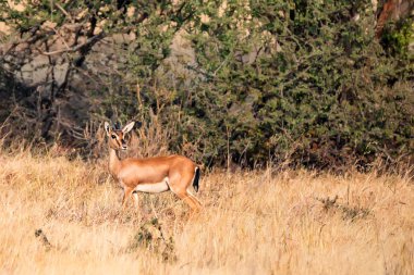 Hint ceylan veya Chinkara, Gazella bennettii