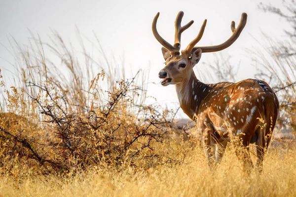 Cervo maculato o Asse nel parco nazionale Ranthambore — Foto Stock