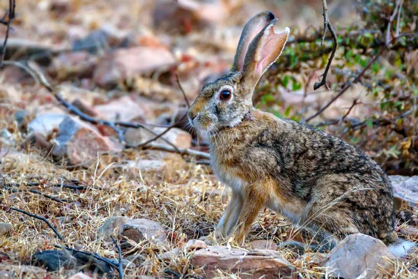 Hint hare veya siyah enseli tavşan, tavşan nigricollis — Stok fotoğraf