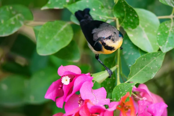 Fioletowy sunbird lub Cinnyris asiaticus — Zdjęcie stockowe