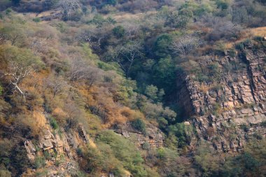 Ranthambore, Hindistan'ın manzara. Yalnız ağaç