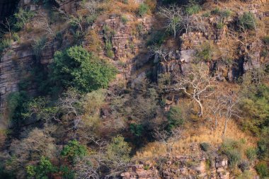 Ranthambore, Hindistan'ın manzara. Yalnız ağaç