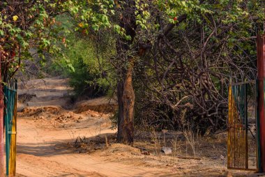 Bölge 8 Ranthambore, Hindistan'ın girişine.