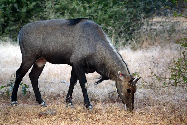 Άγρια νιγκλάι ή Boselaphus tragocamelus — Φωτογραφία Αρχείου