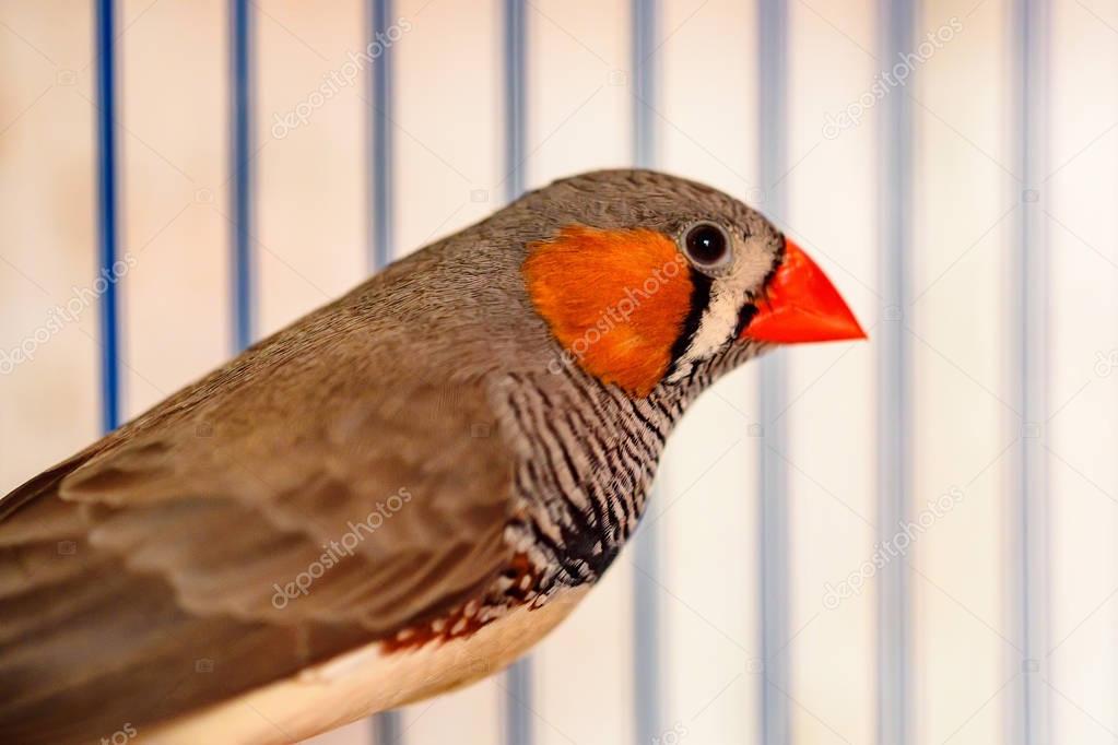 Zebra finches sitting on a perch in a cage