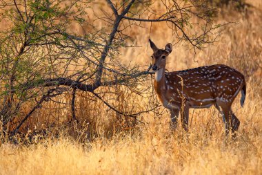 Benekli geyik veya eksen Milli Park Ranthambore
