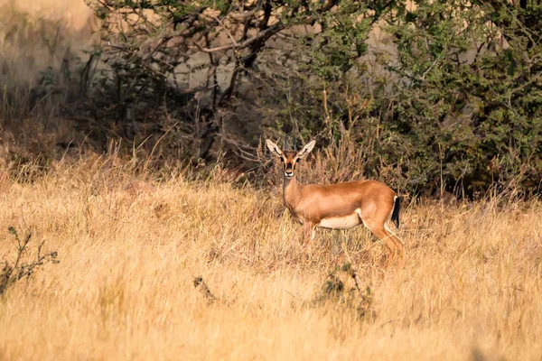 Indische Gazelle of Chinkara, Gazella bennettii — Stockfoto