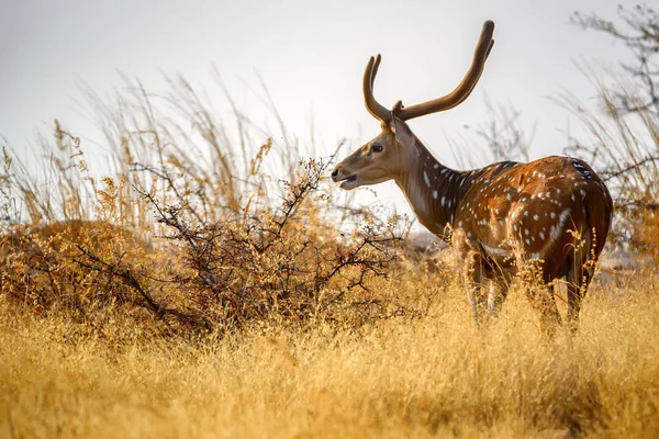 Gesichteter Hirsch oder Achse im Nationalpark-Ranthambore — Stockfoto