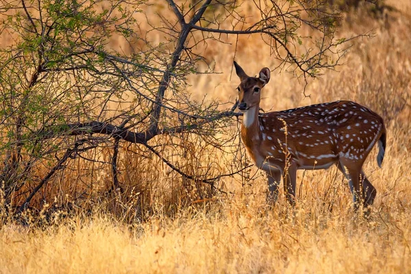 Spotted deer lub osi w park Narodowy Ranthambore — Zdjęcie stockowe