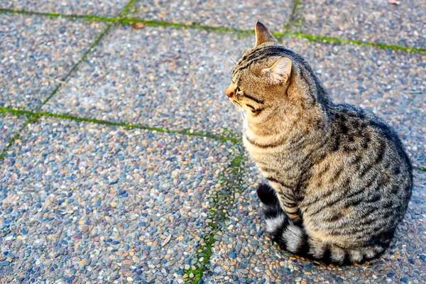 Primer plano de gato doméstico gris al aire libre — Foto de Stock