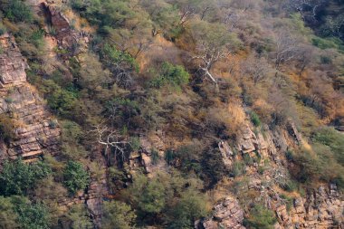 Ranthambore, Hindistan'ın manzara. Yalnız ağaç