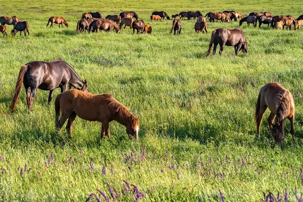 Cavalli selvatici al pascolo sul prato estivo — Foto Stock