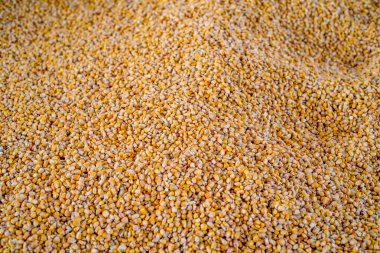 Arka planını mısır tohumu