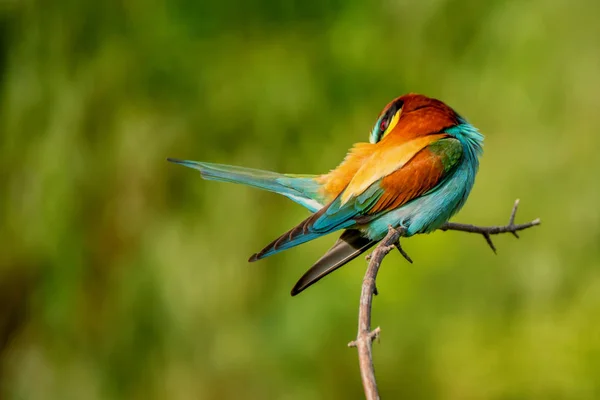 Egzotik renkli tropikal kuş — Stok fotoğraf