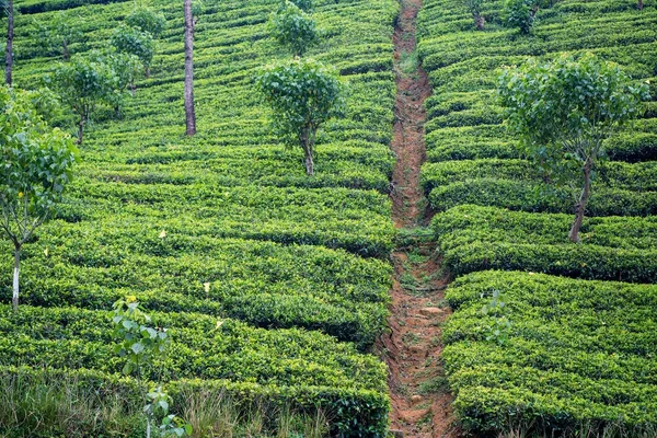 Theeplantage landschap in Sri Lanka — Stockfoto