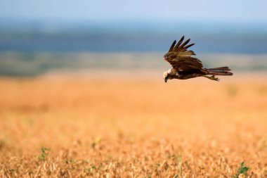 Batı marsh harrier veya sirk aeruginosus
