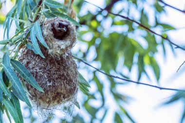 Avrasya çulha veya Remiz pendulinus