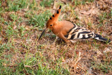 Ortak ibibik veya Upupa epops Hindistan