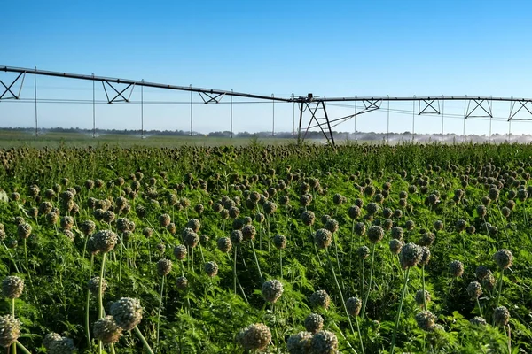 Tropfbewässerungssystem im Feld — Stockfoto