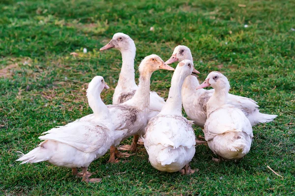 Corrida de aves con patos domésticos blancos en una granja — Foto de Stock