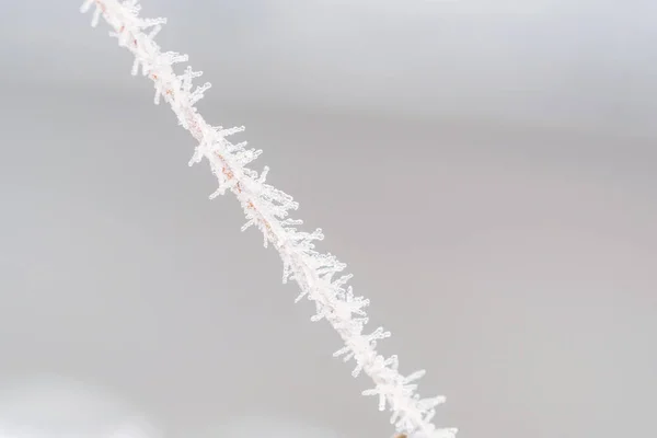 Zweig mit Frostschneeflocken — Stockfoto