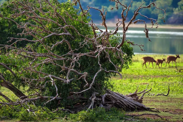 Krajobraz Parku Narodowego Yala, Sri Lanka — Zdjęcie stockowe