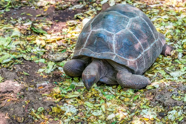 Tortuga gigante de Aldabra —  Fotos de Stock