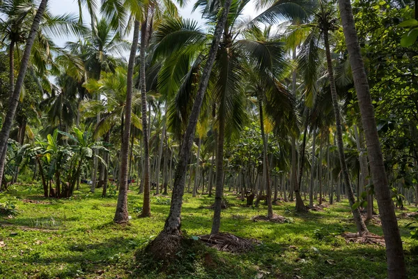 Kokosplantage i Asien — Stockfoto