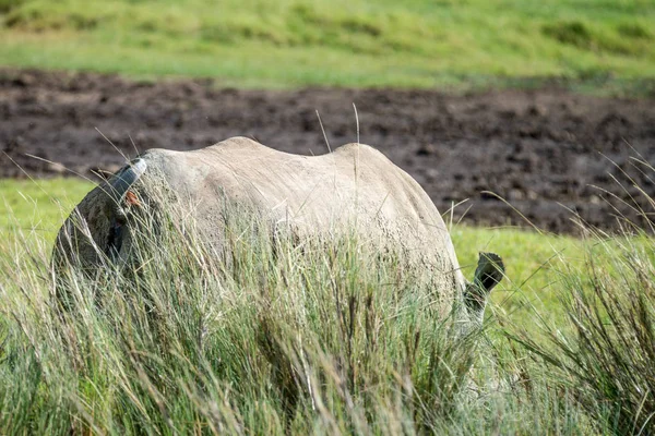 Close up of white rhino back — Stock Photo, Image