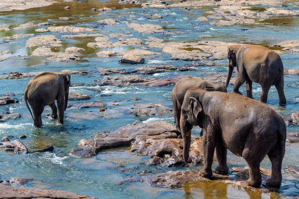 Elefanti che fanno il bagno nel fiume — Foto Stock