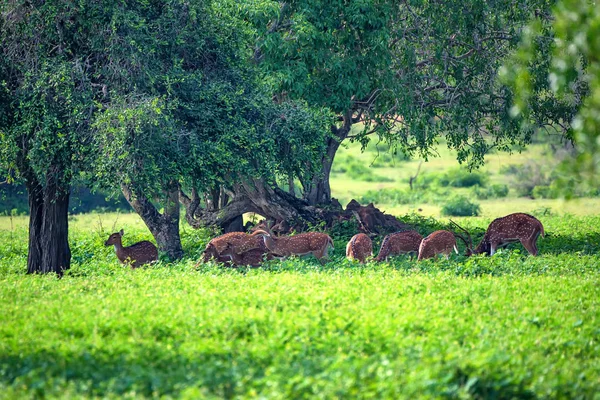 A herd of spotted deer or Axis foraging — Stock Photo, Image