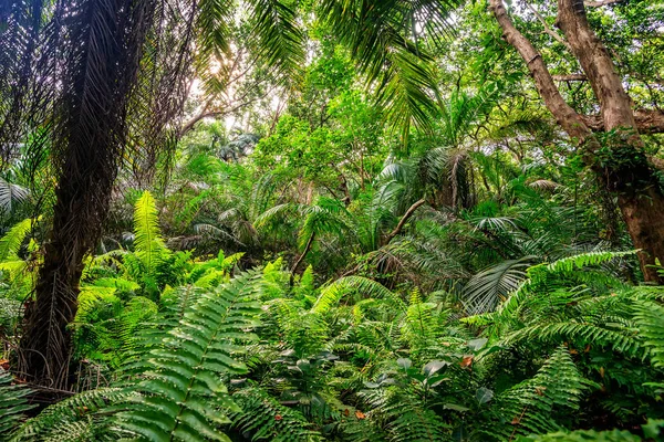 Yağmur ormanı eğrelti otları ile doğal görünümü — Stok fotoğraf