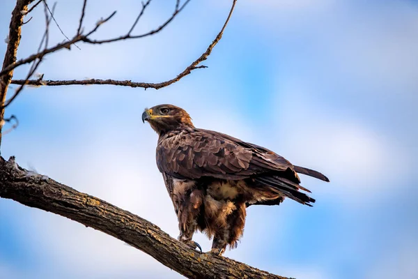 Steppe eagle or Aquila nipalensis sits on a tree — Stock Photo, Image