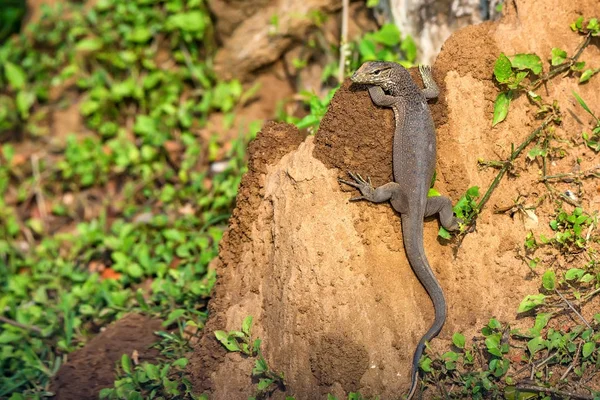 Bengal monitör veya Varanus bengalensis