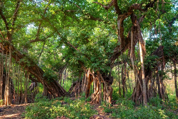 Festői kilátással a dzsungel az indiai banyan — Stock Fotó