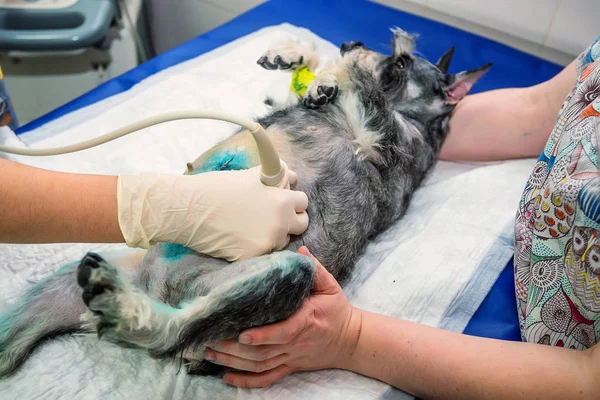 Köpek veteriner kliniğinde tarama ultrason sahip