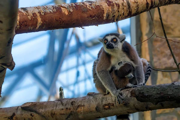 Ring-Tailed Lemur veya Lemur catta — Stok fotoğraf