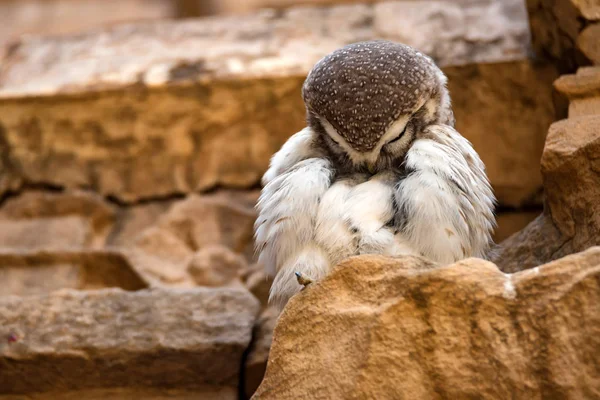 Benekli owlet veya Athene brama — Stok fotoğraf