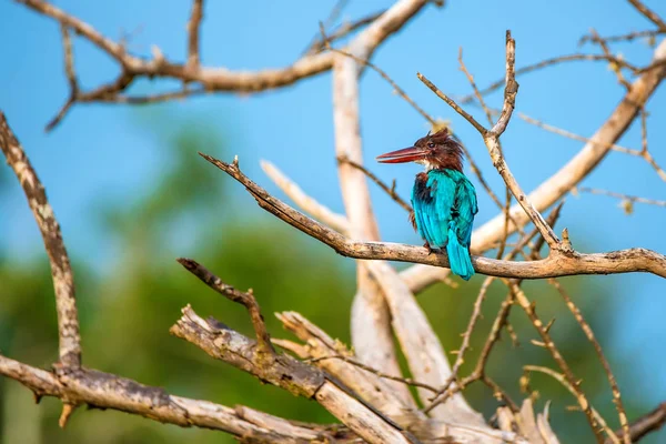 White-throated kingfisher or Halcyon smyrnensis — Stock Photo, Image