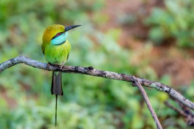 Yeşil arı kuşugiller veya arı kuşu orientalis