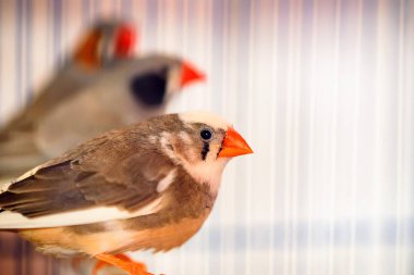 Zebra finches bir levrek kafeste oturan