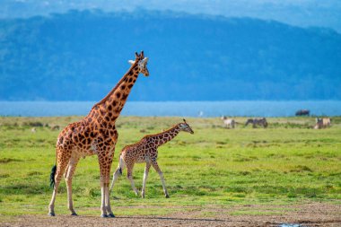 Savannah vahşi Uganda zürafa