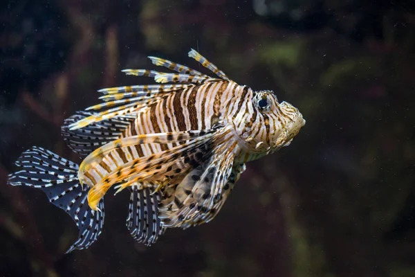 Scorpionfish denizde — Stok fotoğraf