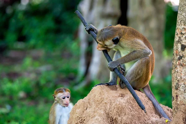 Allvarlig monkey holding stick — Stockfoto