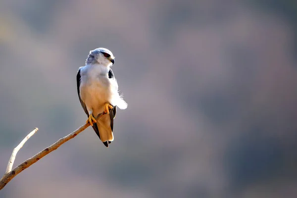 黑翅风筝或 Elanus caeruleus — 图库照片