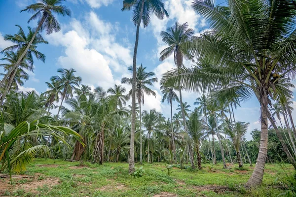 アジアのココナッツのプランテーション — ストック写真